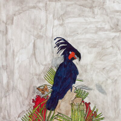 Peter Coleman: Palmkakadu