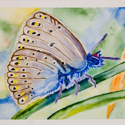 Doris Mierke: Schmetterling